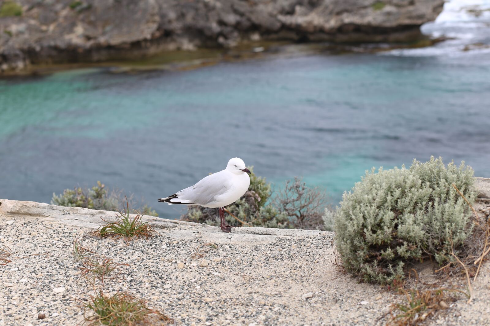Canon EF 85mm F1.8 USM sample photo. Bird, animal, seagull photography