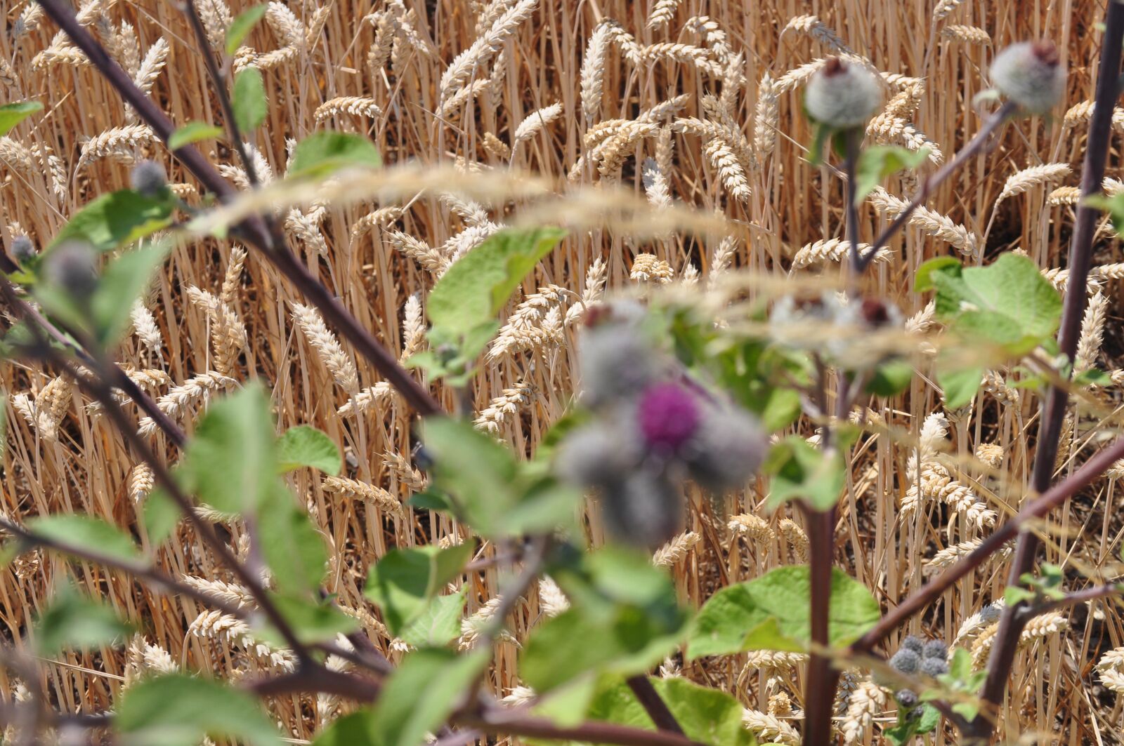 Nikon D5000 sample photo. Field, close, blossom photography
