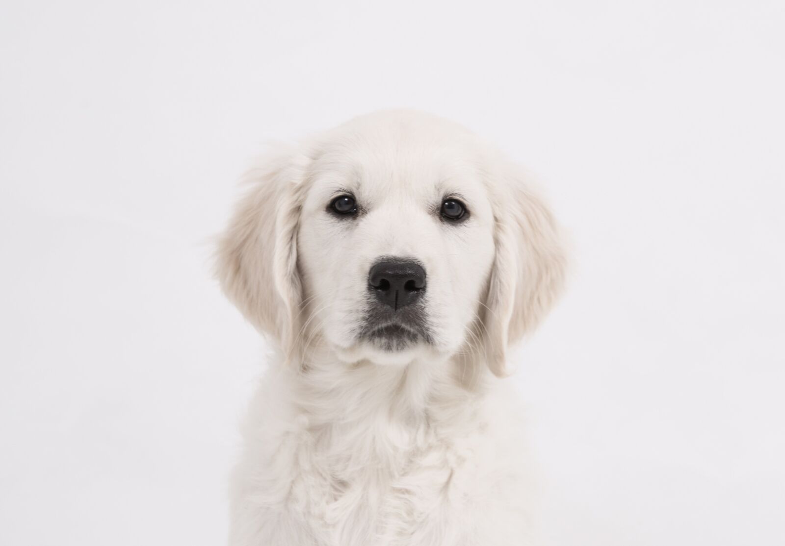Canon EOS 5D Mark III sample photo. Dog, golden retriever, puppy photography