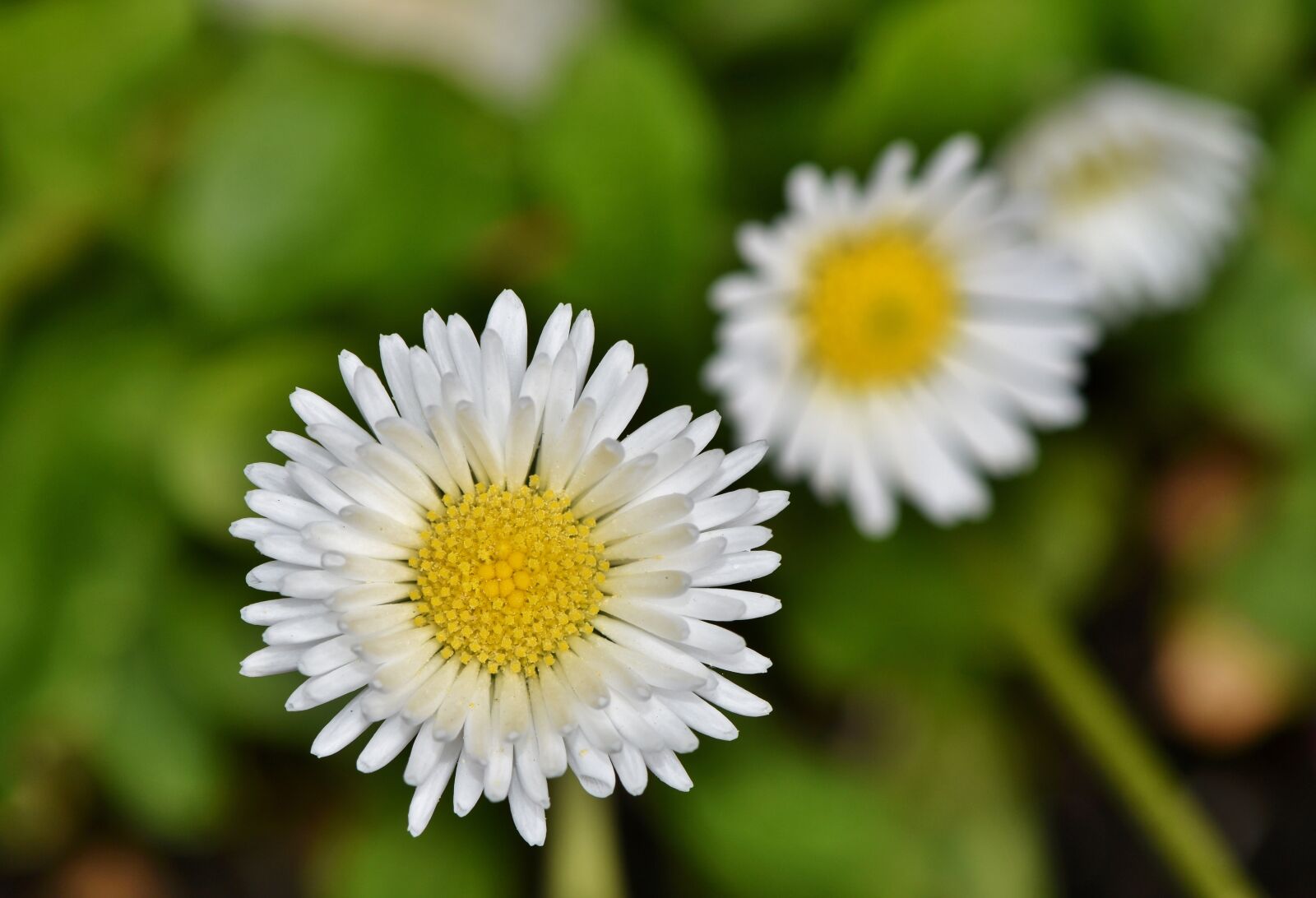 Nikon D7200 sample photo. Daisy, geese flower, spring photography