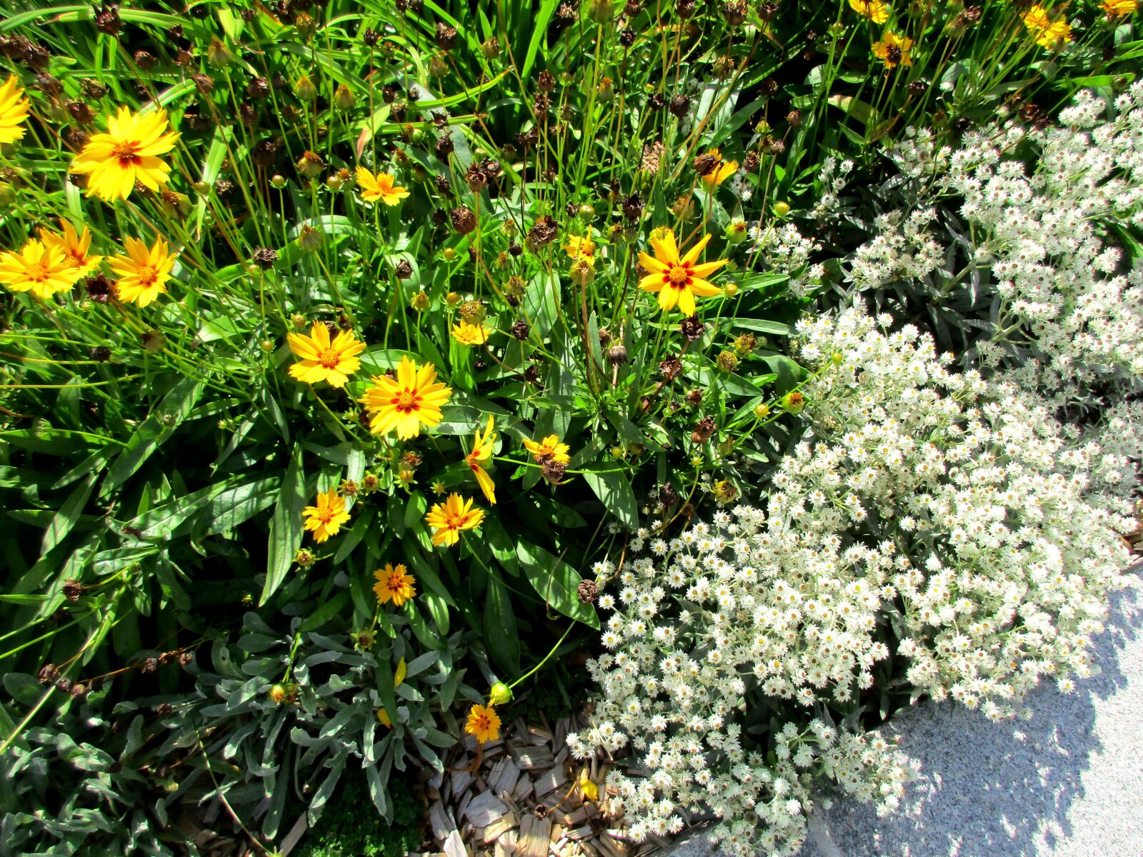 Canon PowerShot ELPH 170 IS (IXUS 170 / IXY 170) sample photo. Yellow, flowers, white photography