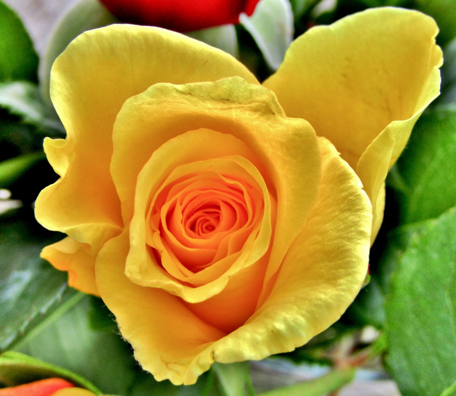 Canon POWERSHOT SX432 IS sample photo. Rose, yellow, changes photography