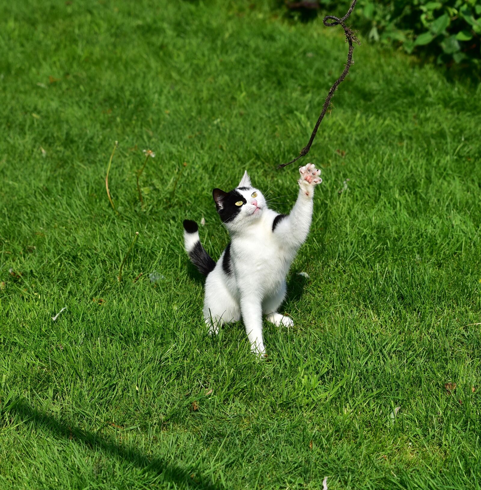 Nikon D750 sample photo. Cat, play, young cat photography