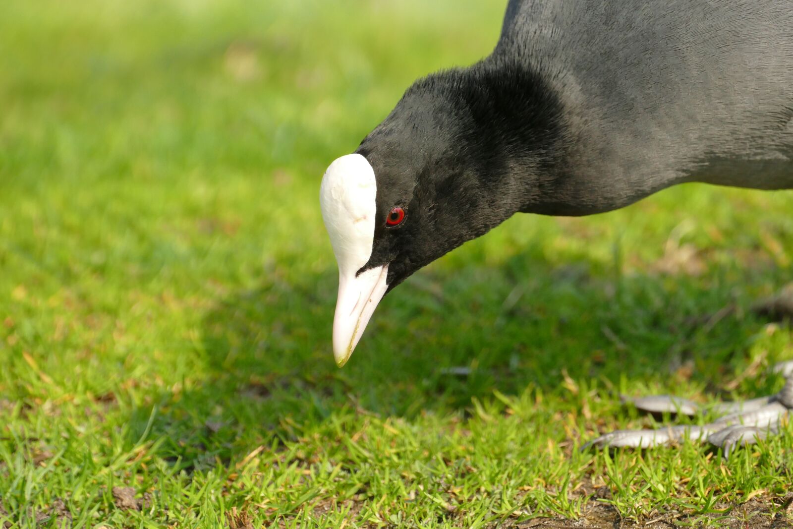 Panasonic Lumix DMC-FZ1000 sample photo. Coot, bird, waterfowl photography