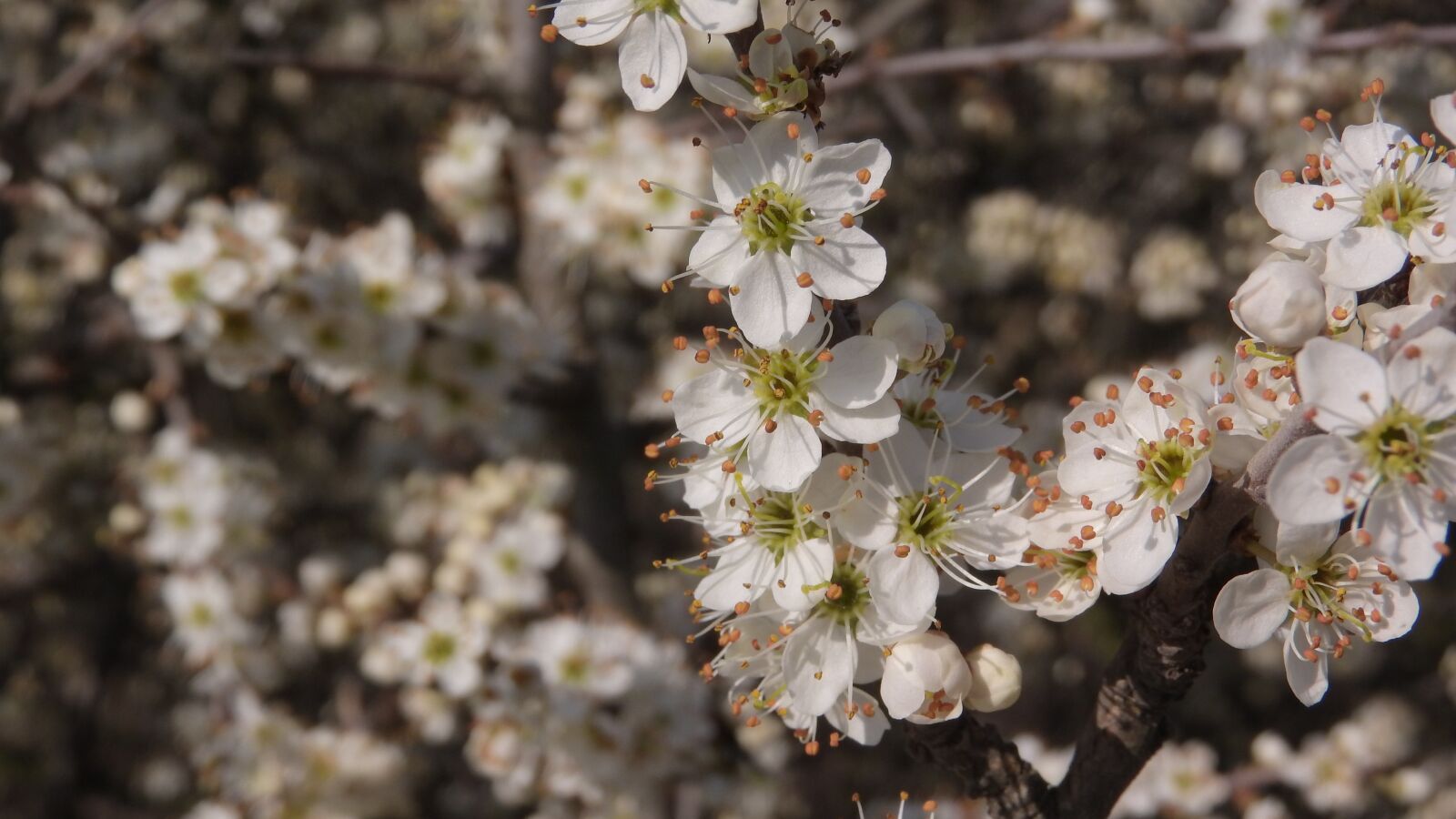 Nikon Coolpix P610 sample photo. White flowers, bush, vernal photography