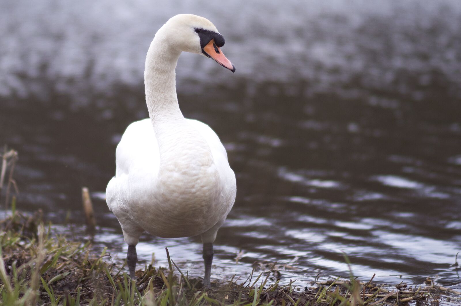 Nikon D3200 sample photo. Bird, swan, nature photography
