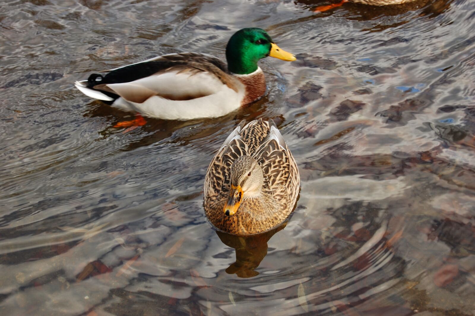 Nikon D40 sample photo. Bird, water surface, water photography