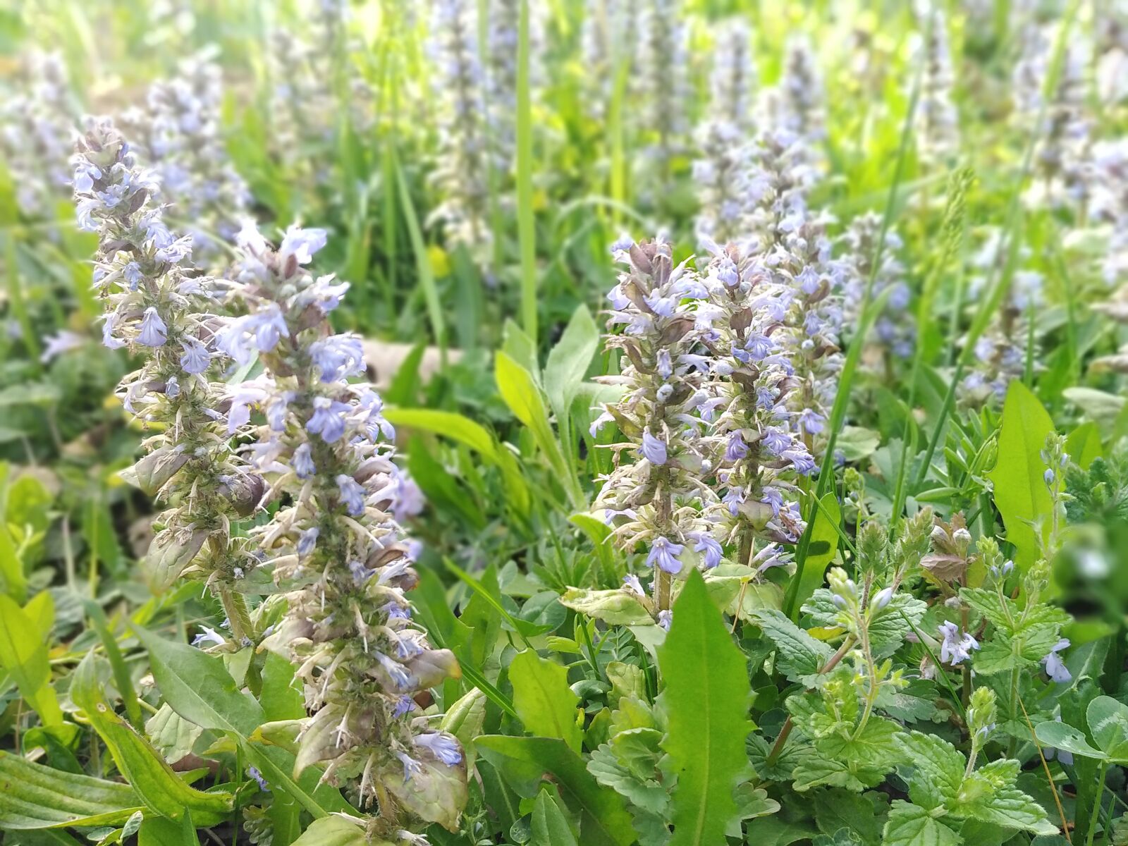 HUAWEI DUB-LX1 sample photo. Meadow, flowers, spring photography