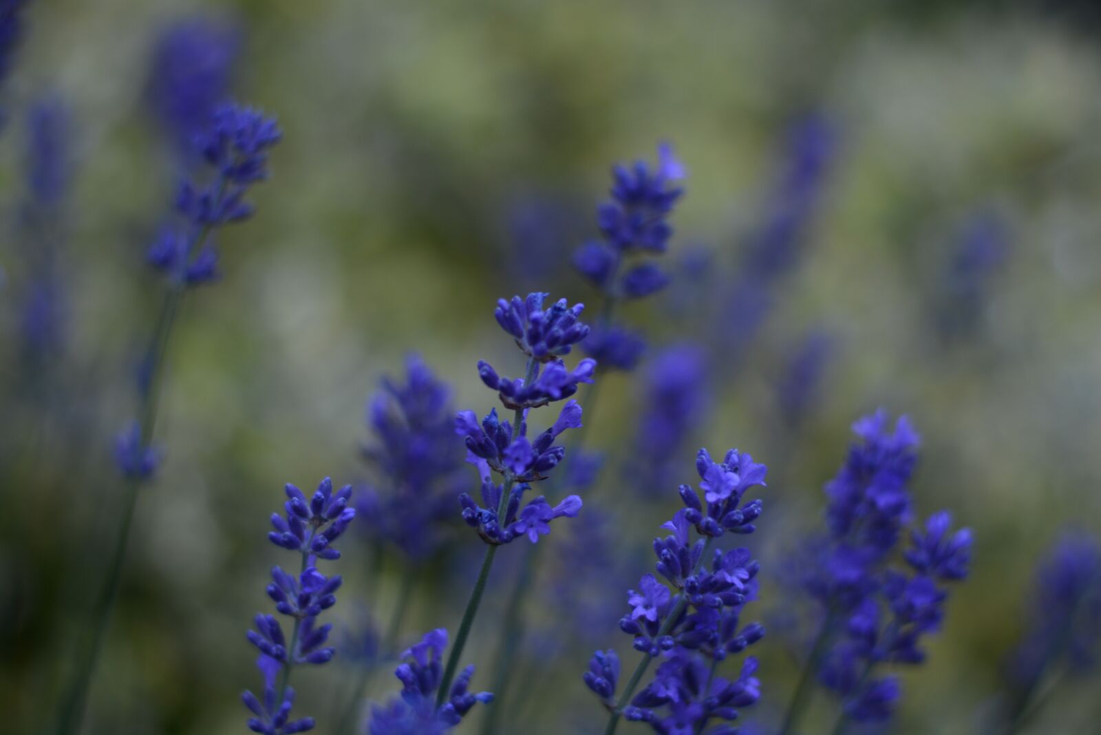 Nikon D7100 sample photo. Lavender, blue, provence photography