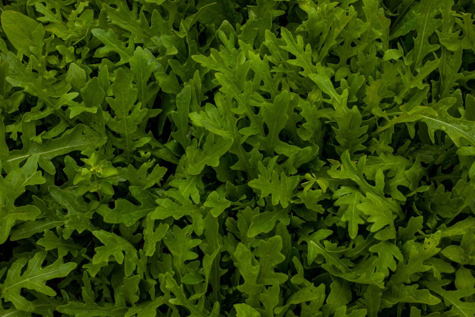 Canon EF 50mm F1.8 II sample photo. Rocket, salad, self-cultivation photography