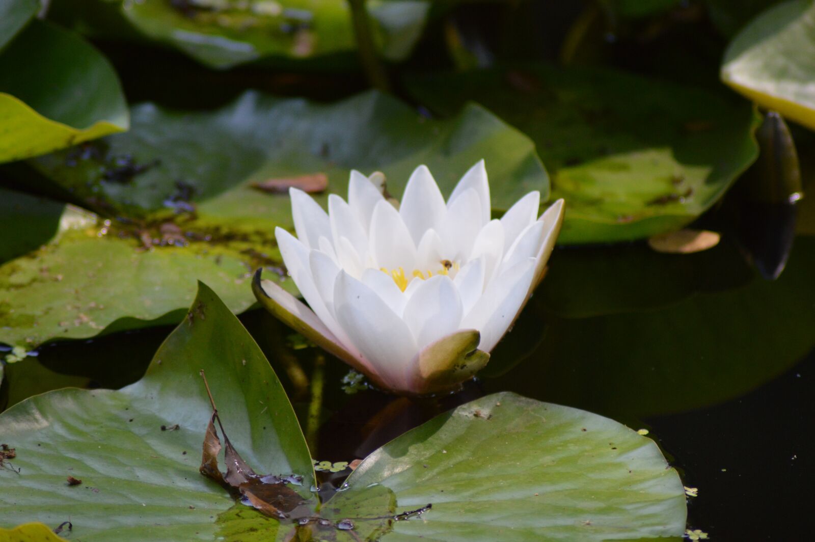 Nikon D3200 sample photo. Pławniowice, poland, park photography
