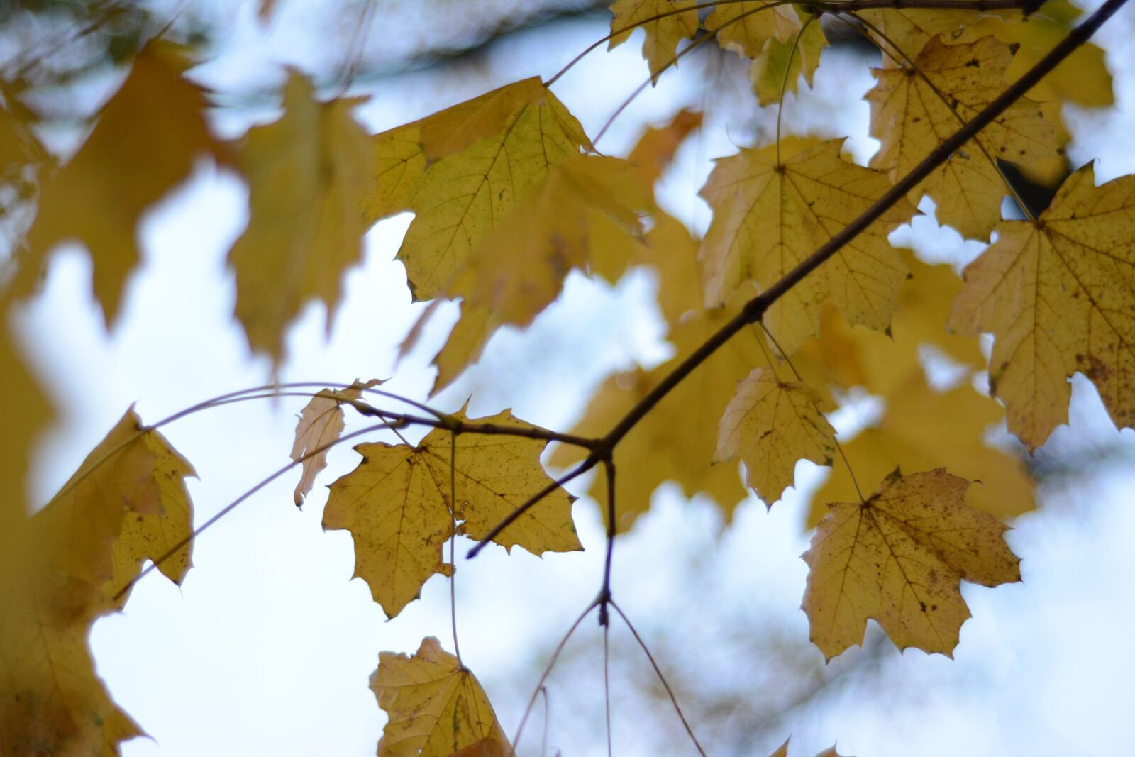 Nikon D7100 sample photo. Leaves, fall, golden photography