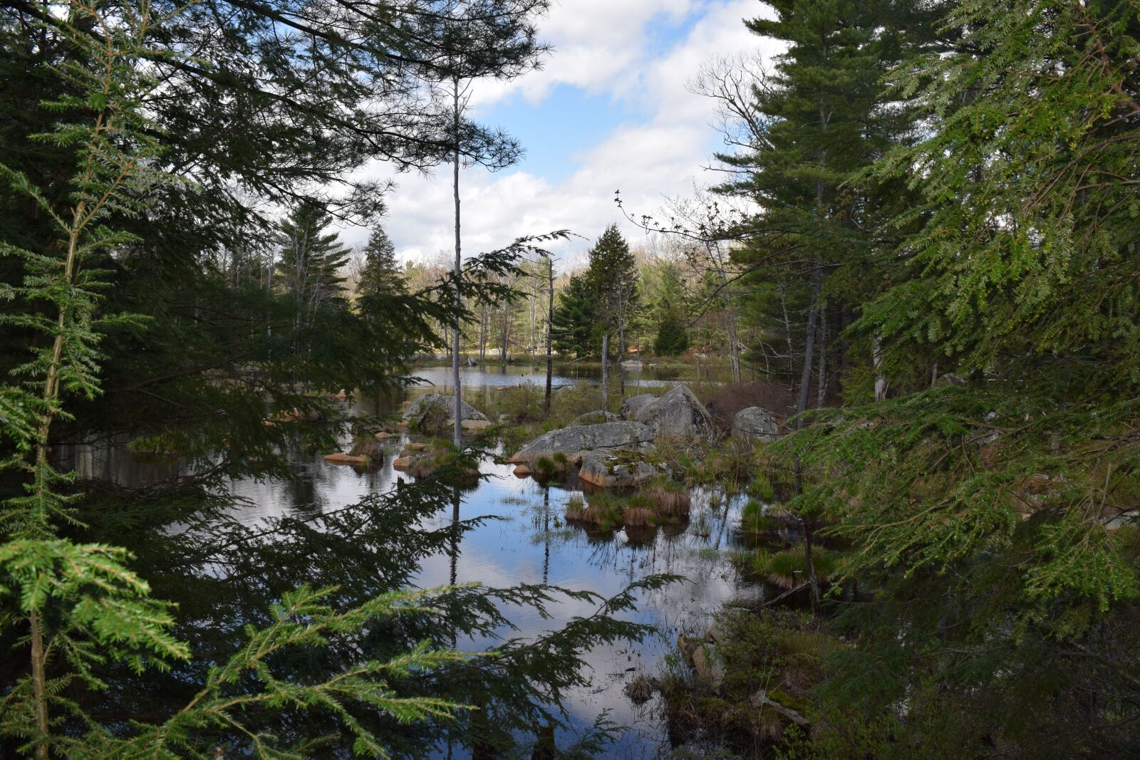 Nikon D3300 sample photo. Pond, trees, nature photography