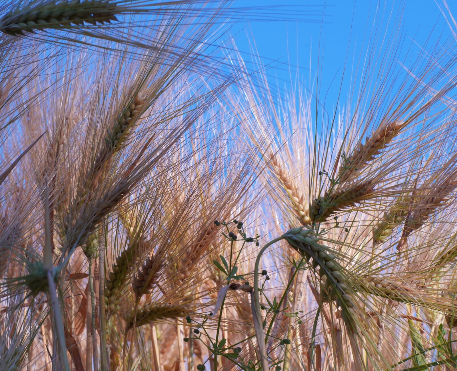Sony a7R IV sample photo. Wheat, sky, field photography