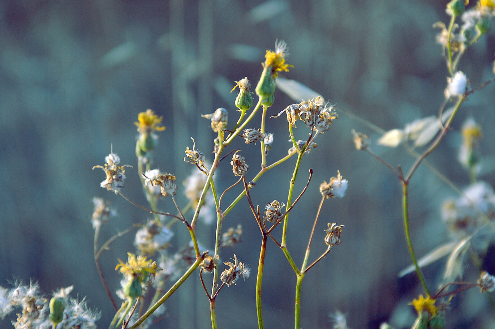 Nikon D3200 sample photo. Flowers, macro, nature, plants photography