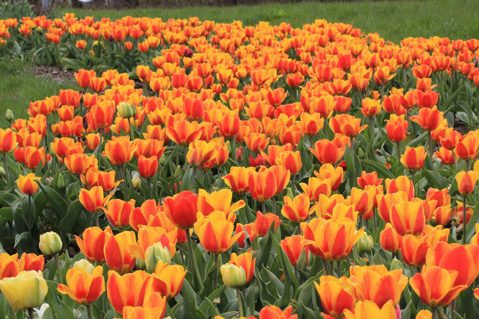 Canon EOS 60D sample photo. Tulip, flower, garden photography