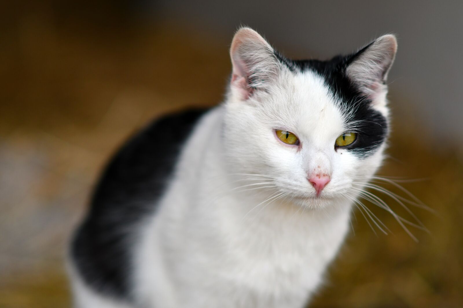 Nikon D500 sample photo. Cat, animal, black and photography