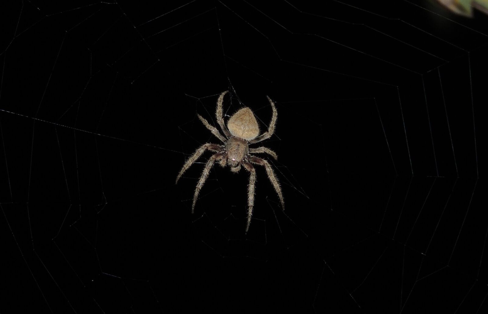 Nikon Coolpix P510 sample photo. Macro, insect, spider photography