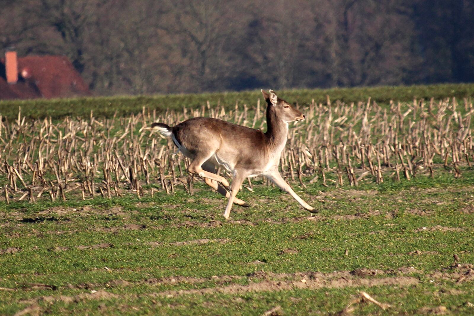 Canon EF-S 55-250mm F4-5.6 IS STM sample photo. Fallow deer, jump, arable photography