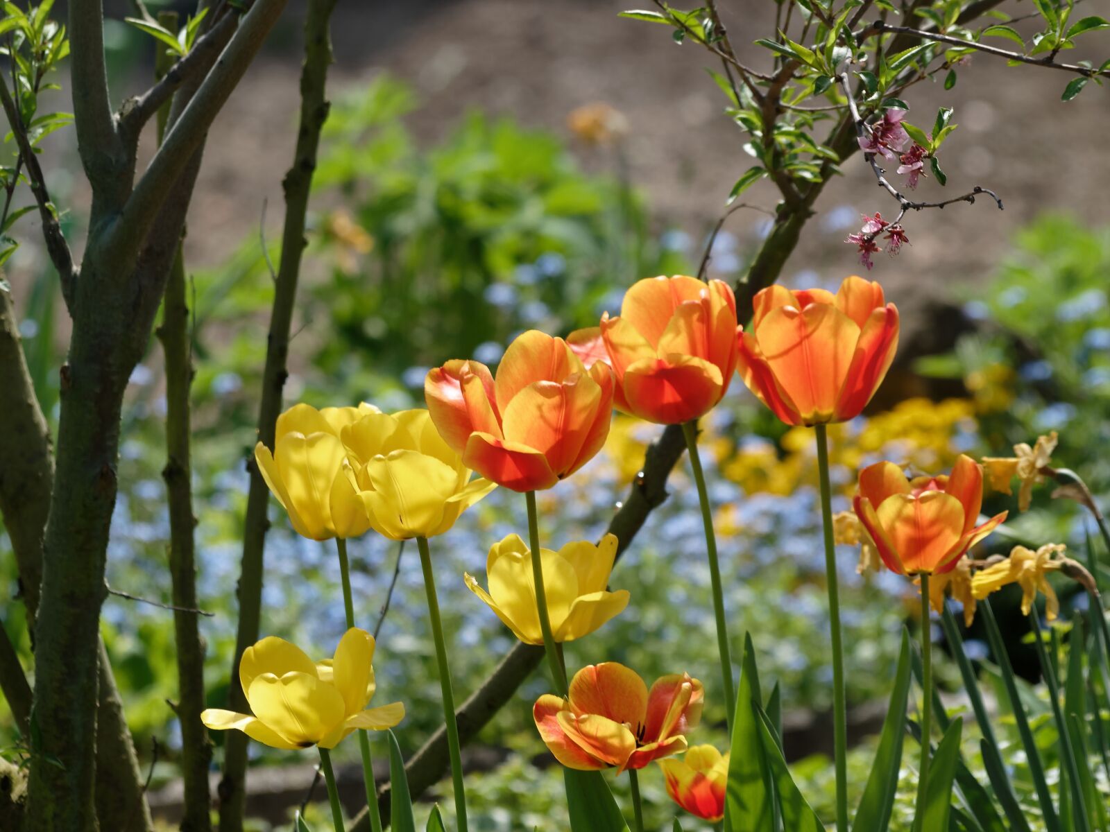 Olympus E-420 (EVOLT E-420) sample photo. Flowers, tulips, spring photography