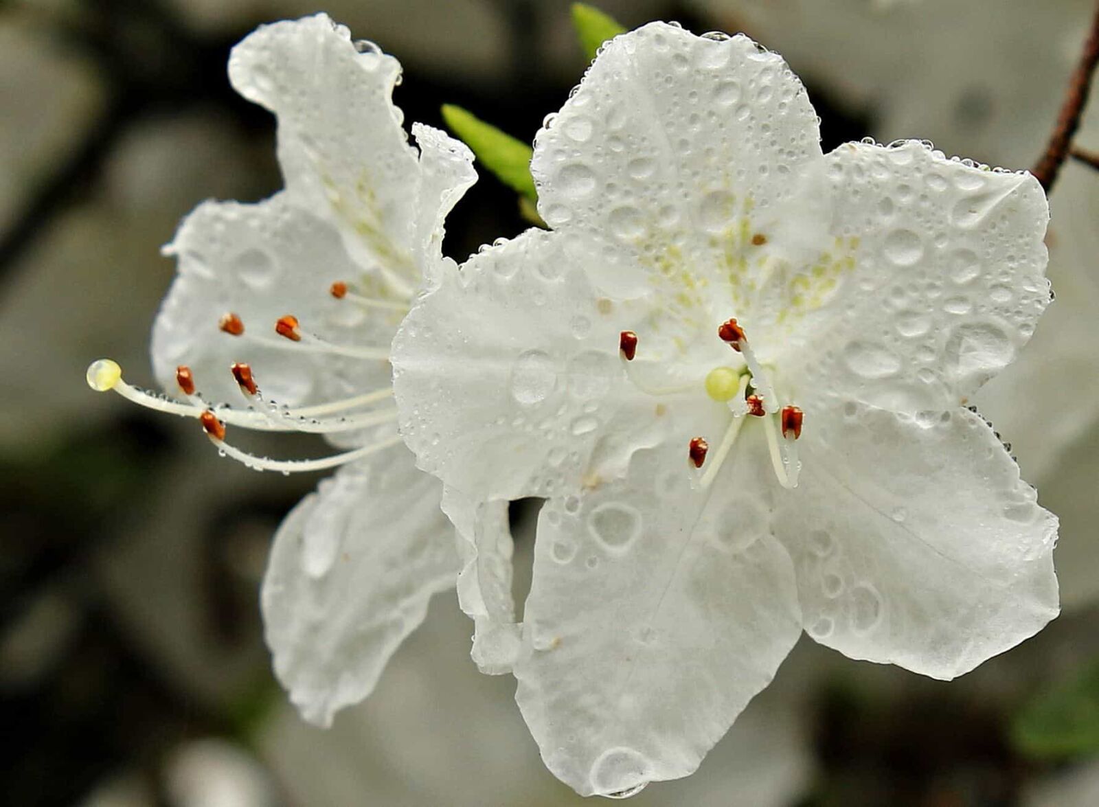 Canon EOS 550D (EOS Rebel T2i / EOS Kiss X4) sample photo. Nature, dew, rain, white photography