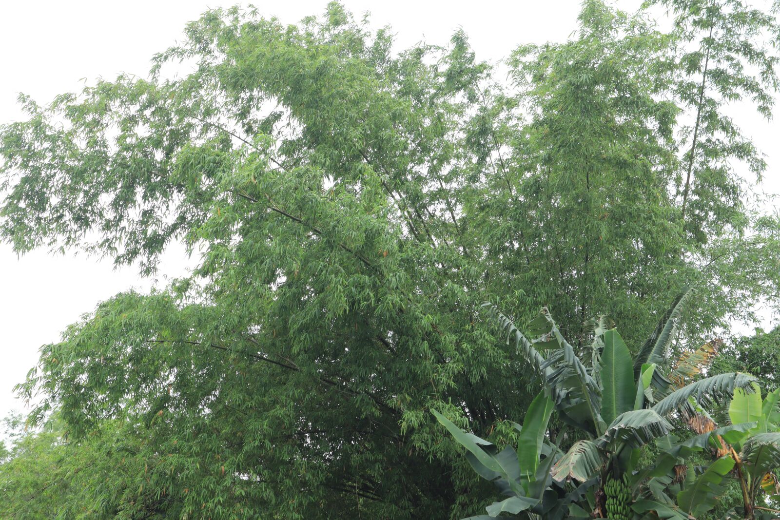 Canon EOS M50 (EOS Kiss M) sample photo. Tree, tre, green photography
