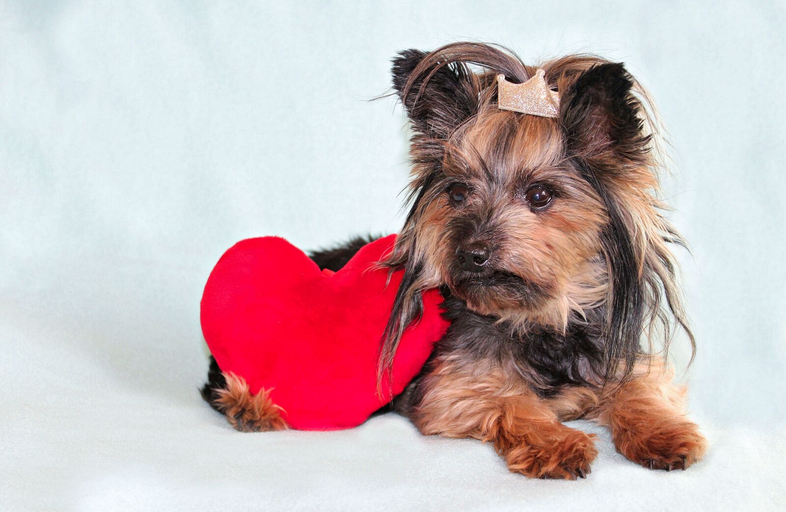 Canon EOS 600D (Rebel EOS T3i / EOS Kiss X5) sample photo. Yorkshire terrier, dog, heart photography