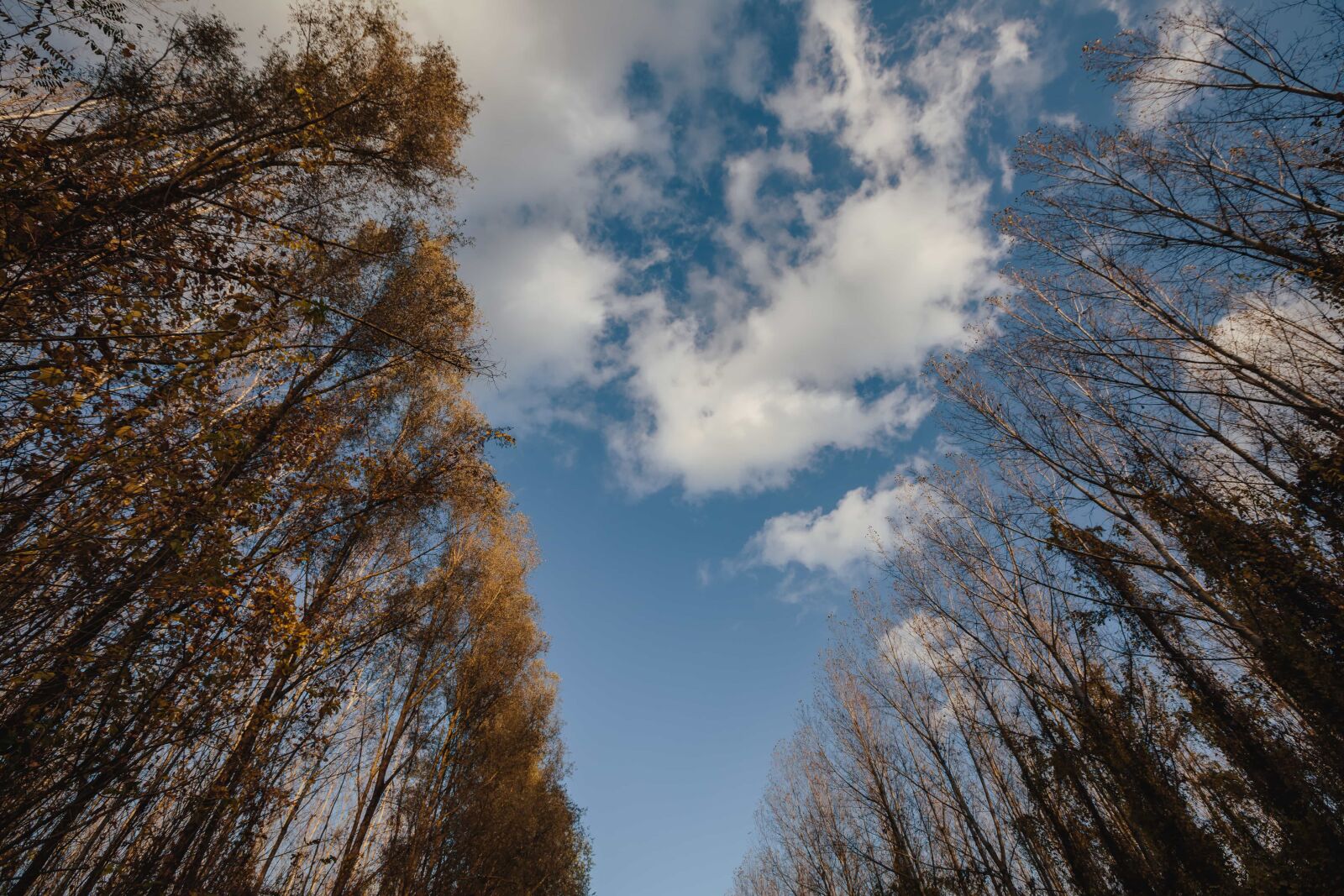 Canon EF 16-35mm F2.8L II USM sample photo. Trees, tree, landscape, forest photography