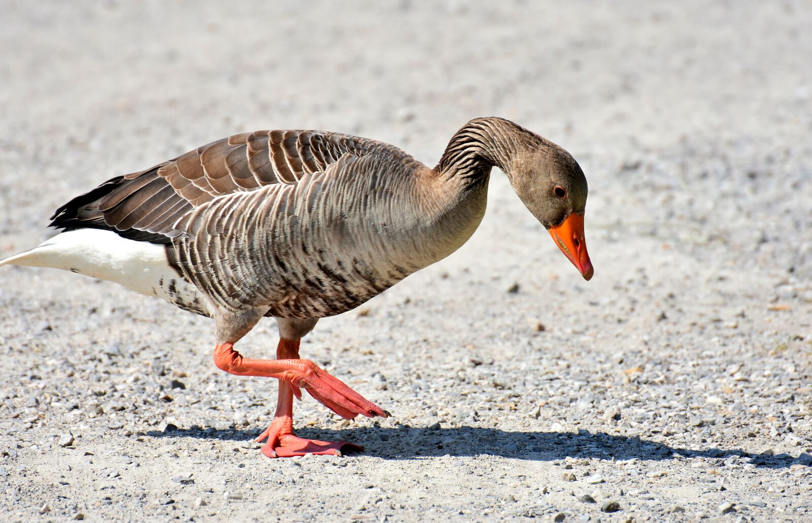 Nikon D7200 sample photo. Goose, water bird, water photography