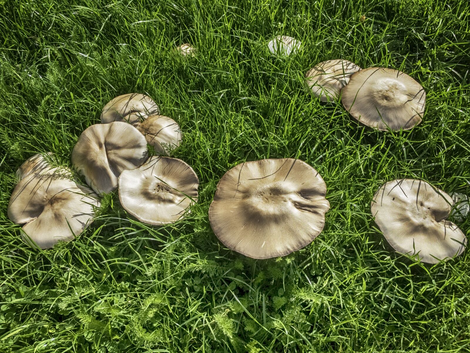 Apple iPhone 6s sample photo. Mushroom, fungi, food photography