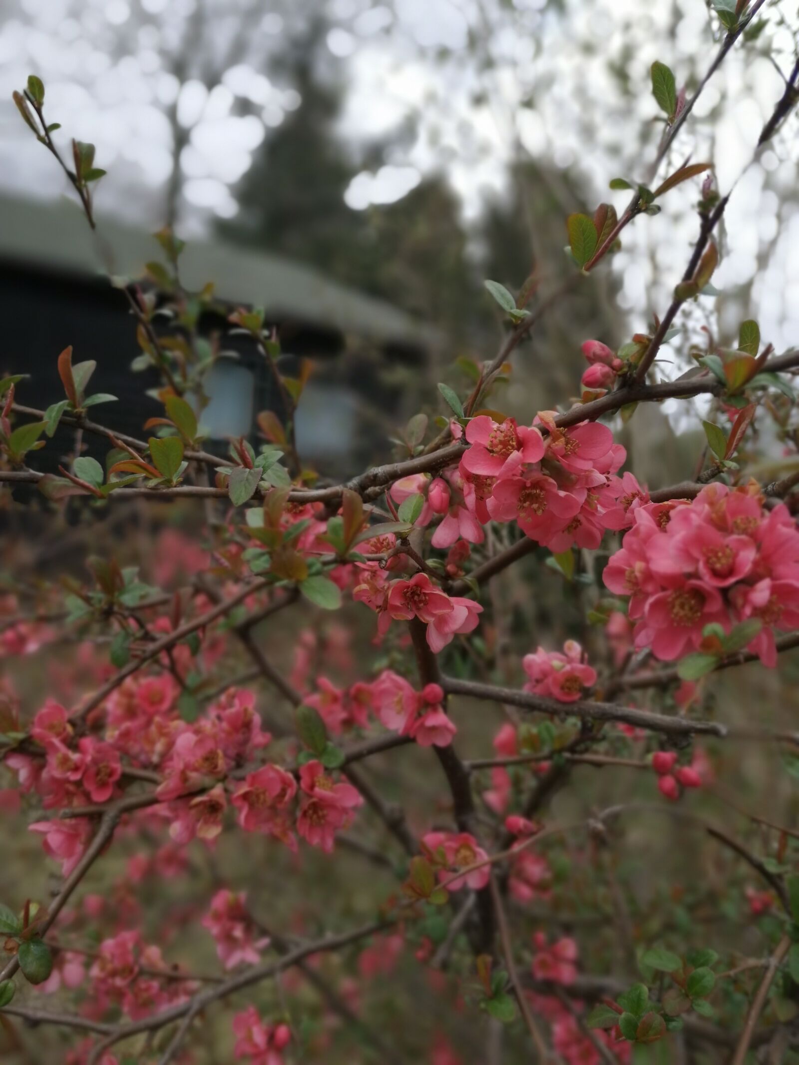 HUAWEI SNE-LX1 sample photo. Garden, spring, pink photography