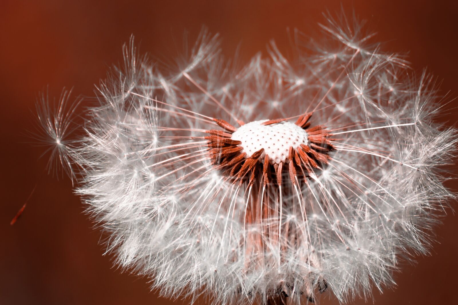 Canon EOS 750D (EOS Rebel T6i / EOS Kiss X8i) sample photo. Dandelion, flower, nature photography