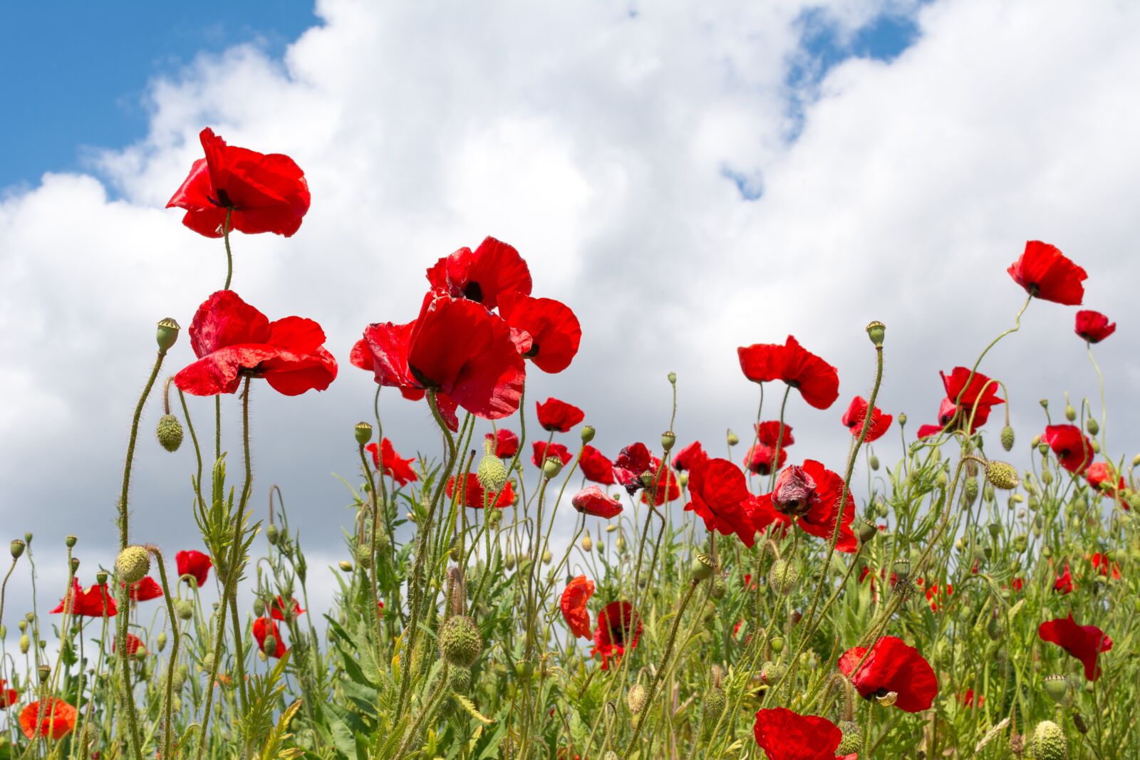 Nikon D5200 sample photo. Poppies, red, flower photography