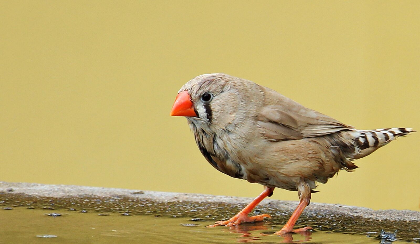 Canon EOS 550D (EOS Rebel T2i / EOS Kiss X4) sample photo. Zebra finch, bird, red photography