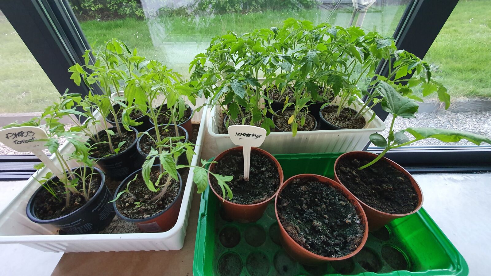 Samsung Galaxy S10e sample photo. Seedlings, tomatenplantjes, spring photography