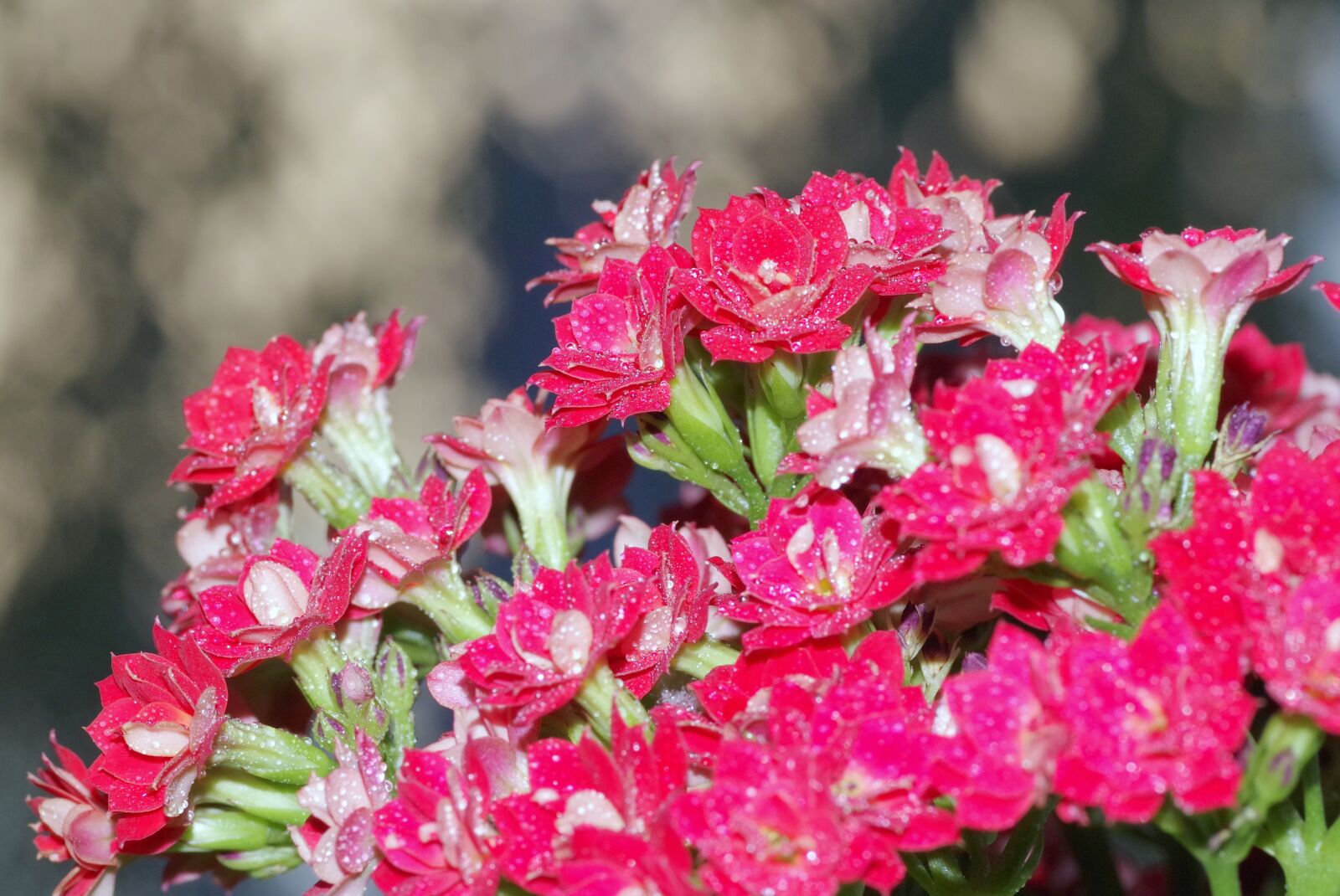 Pentax K-S2 sample photo. Flowers, posy, karmazynowe photography