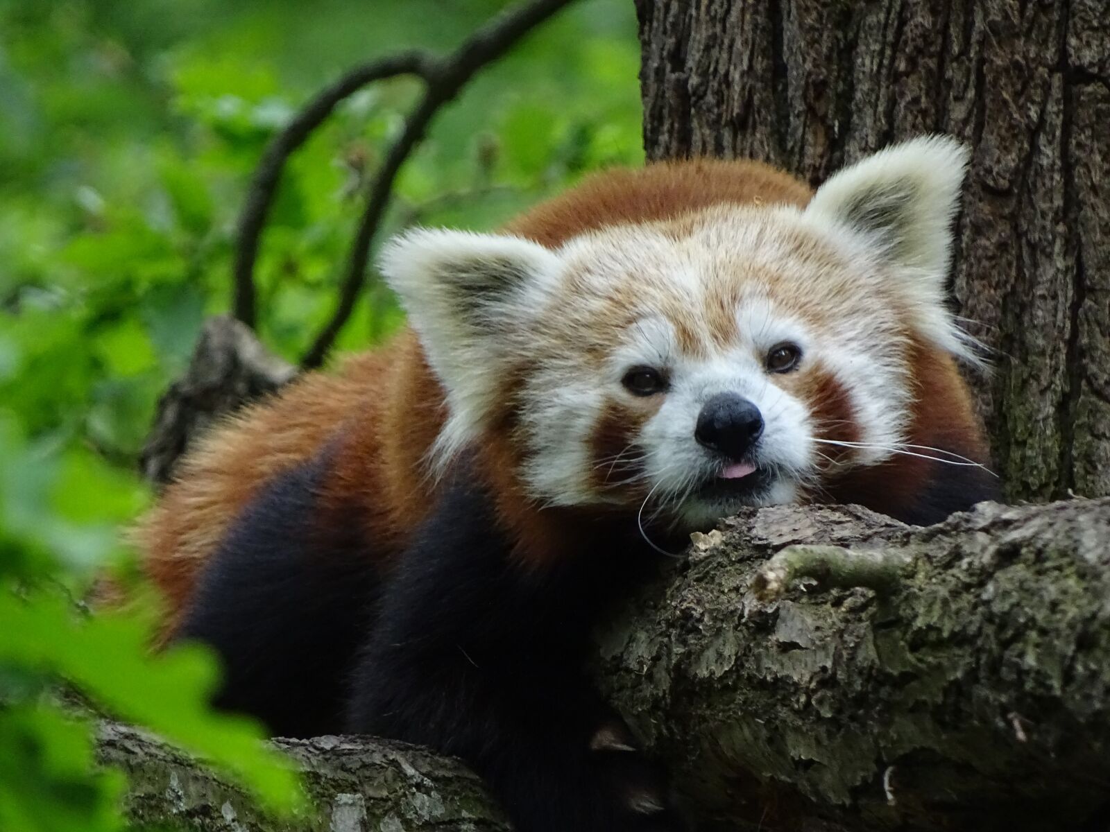 Sony Cyber-shot DSC-HX400V sample photo. Red panda, zoo brno photography