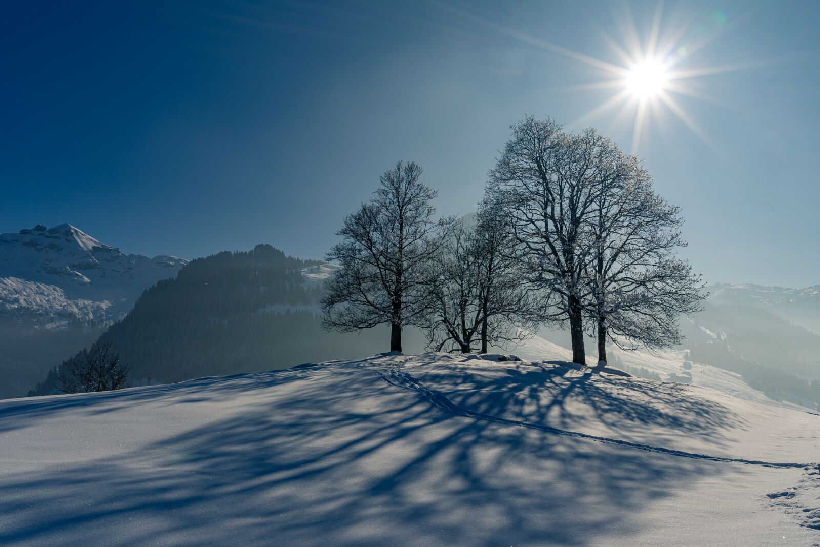 Sony a7 II + Sony Vario Tessar T* FE 24-70mm F4 ZA OSS sample photo. Winter, snow, trees photography