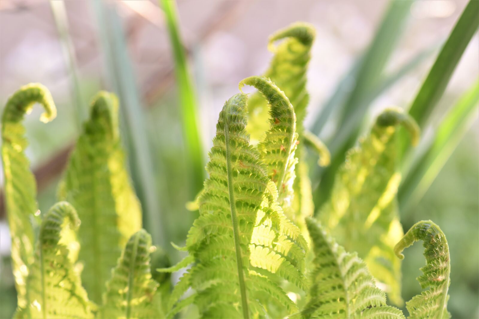 Nikon D5500 sample photo. Fern, plant, nature photography