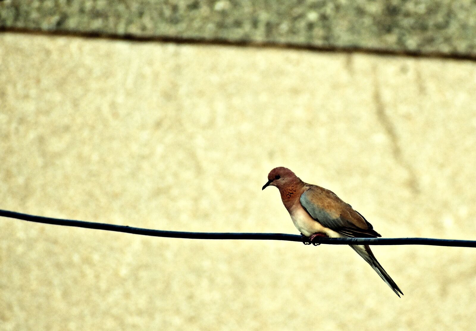 Nikon D5600 sample photo. Dove, bird, perched photography