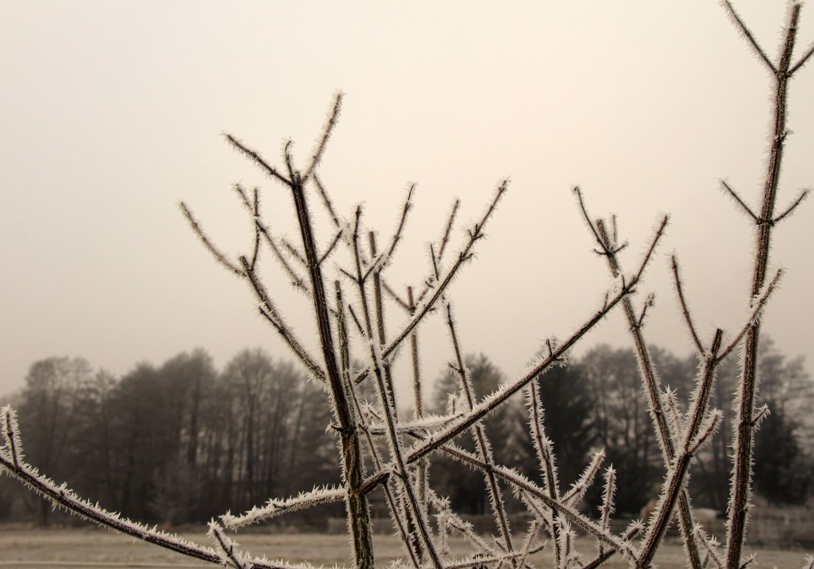 Canon EOS 650D (EOS Rebel T4i / EOS Kiss X6i) sample photo. Frozen, frost, iced photography