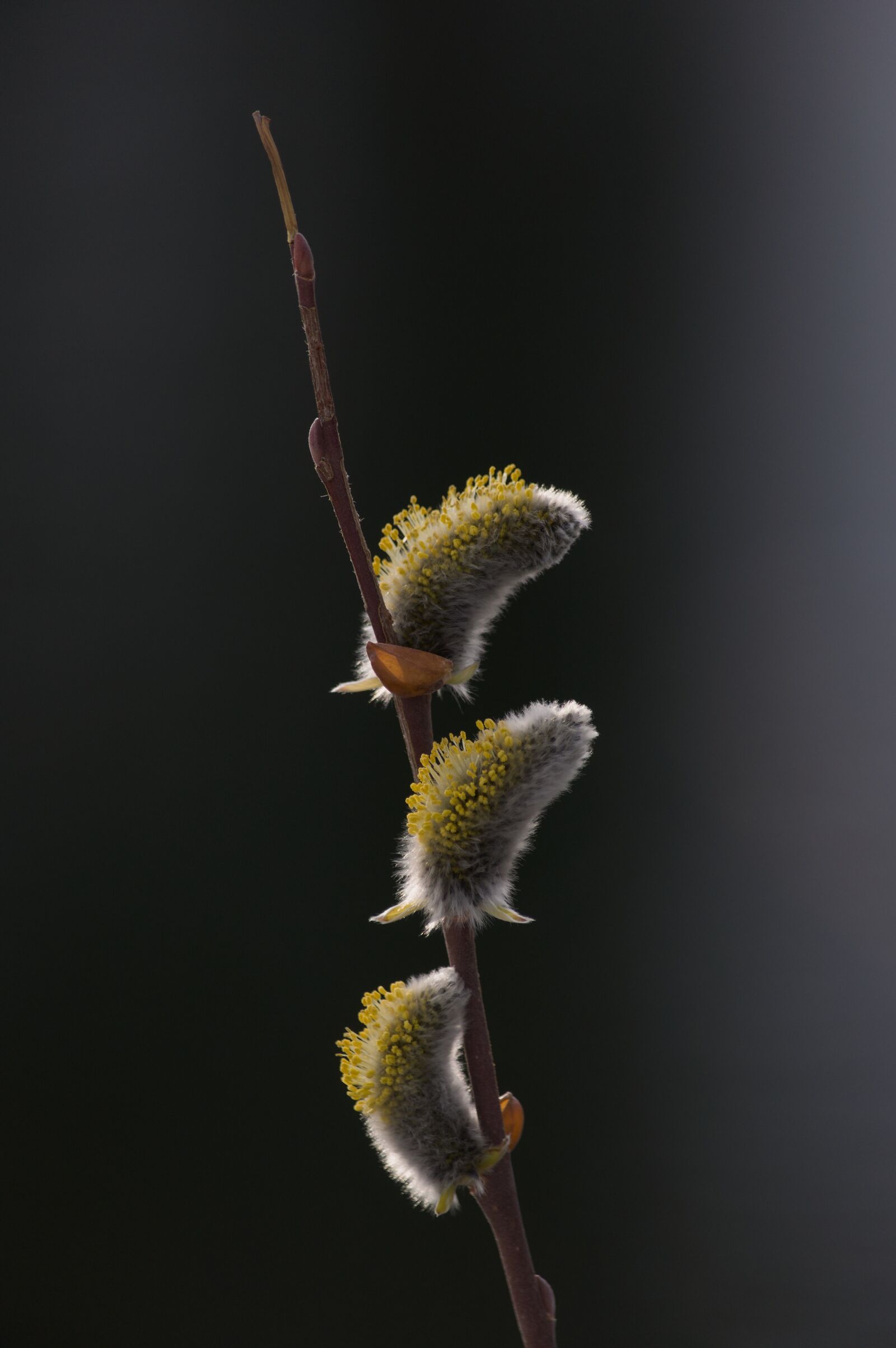 Nikon D90 sample photo. Willow catkin, salix, graze photography