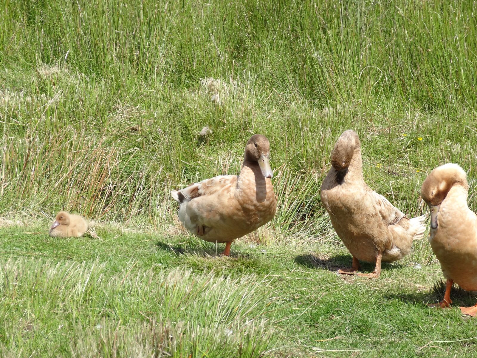 Sony Cyber-shot DSC-HX20V sample photo. Ducks, nature, grass photography