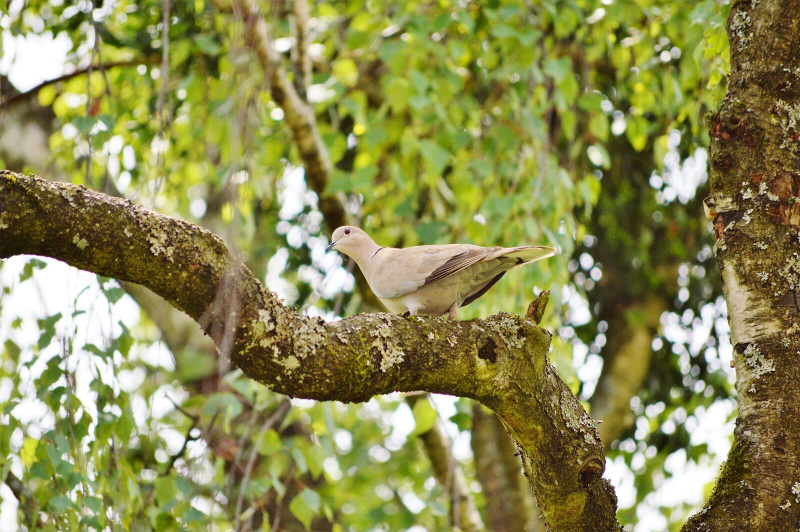 Nikon D3200 sample photo. Dove, bird, collared photography
