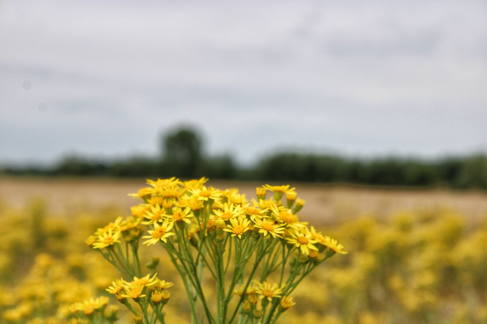 Canon EOS 2000D (EOS Rebel T7 / EOS Kiss X90 / EOS 1500D) sample photo. Flowers, yellow, field photography