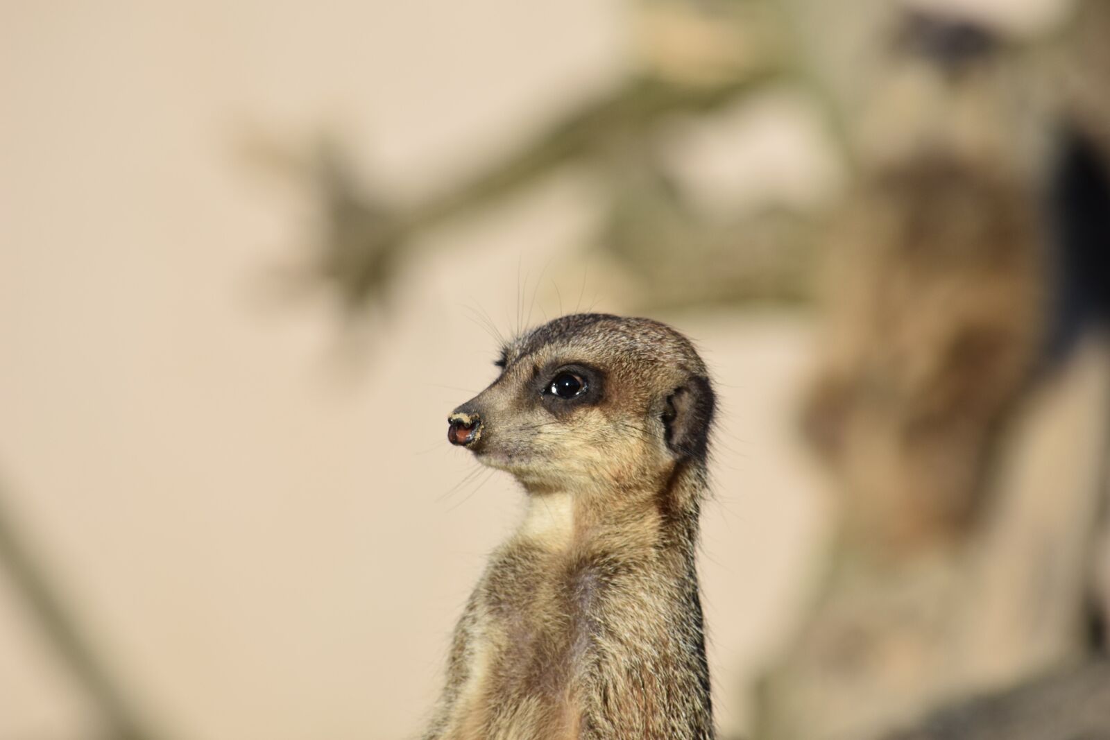 Nikon D7200 sample photo. Meerkat, nature, mammal photography