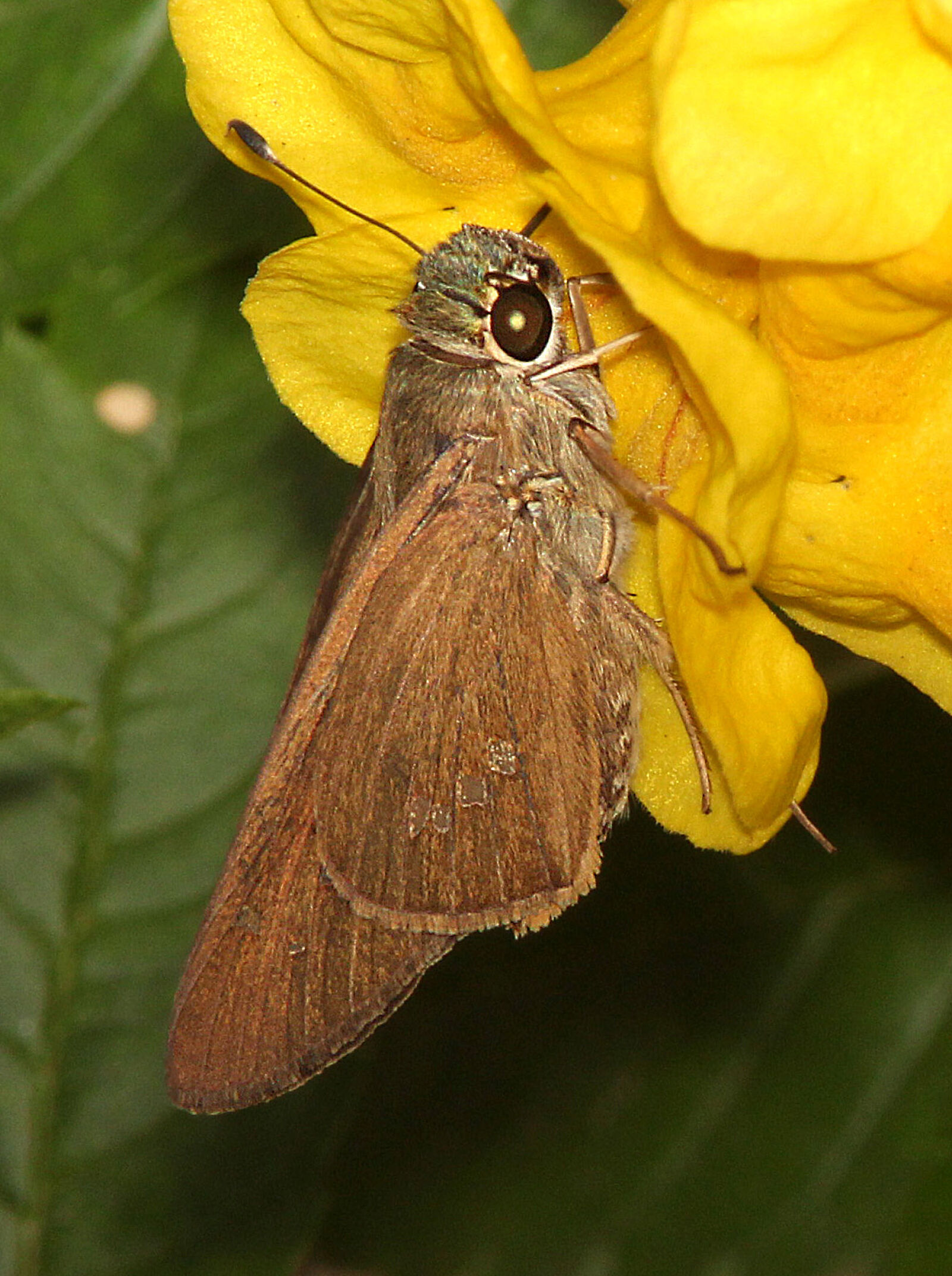 Canon EF 300mm F4L IS USM sample photo