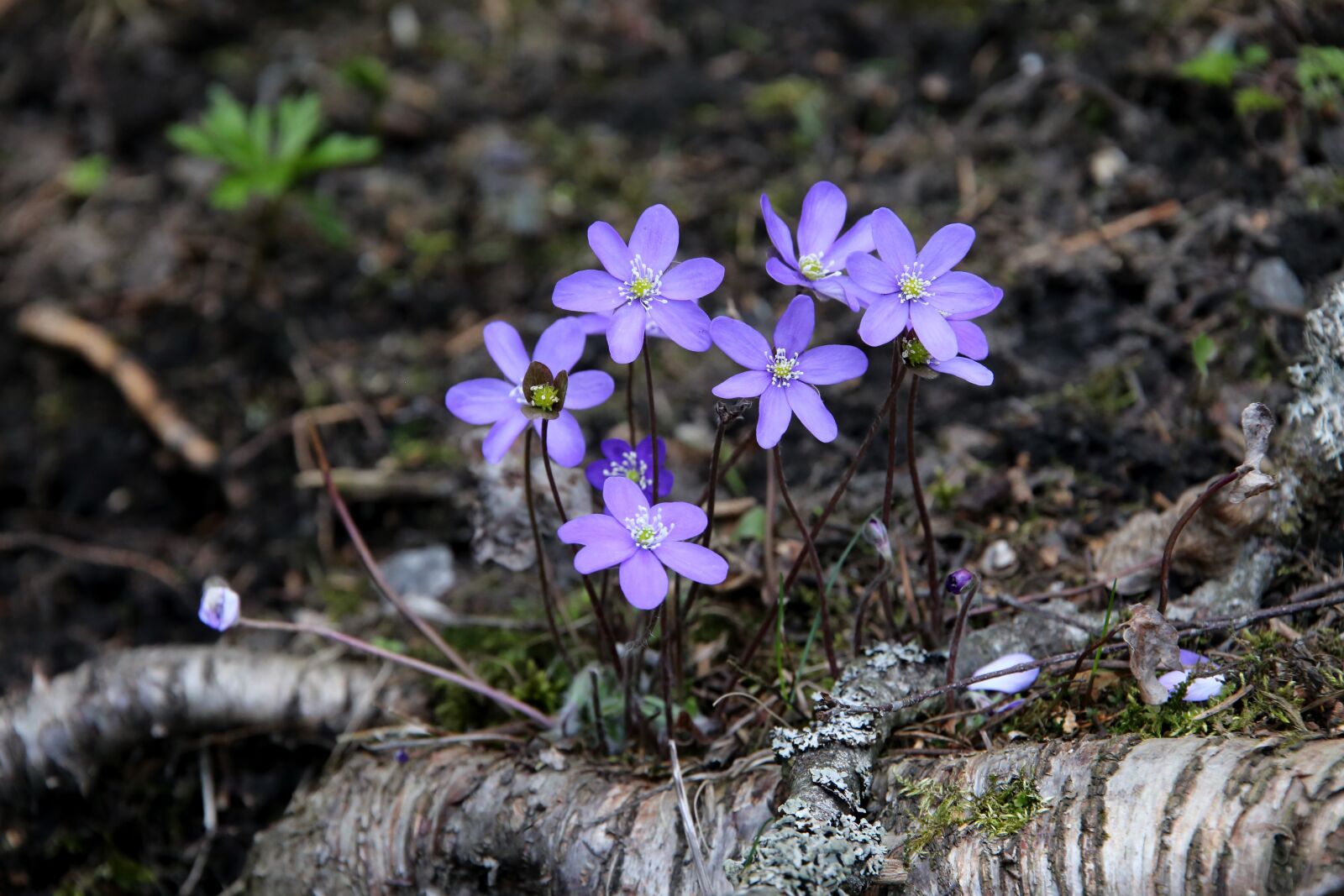 Canon EOS 6D sample photo. Hepatica, spring, nature photography