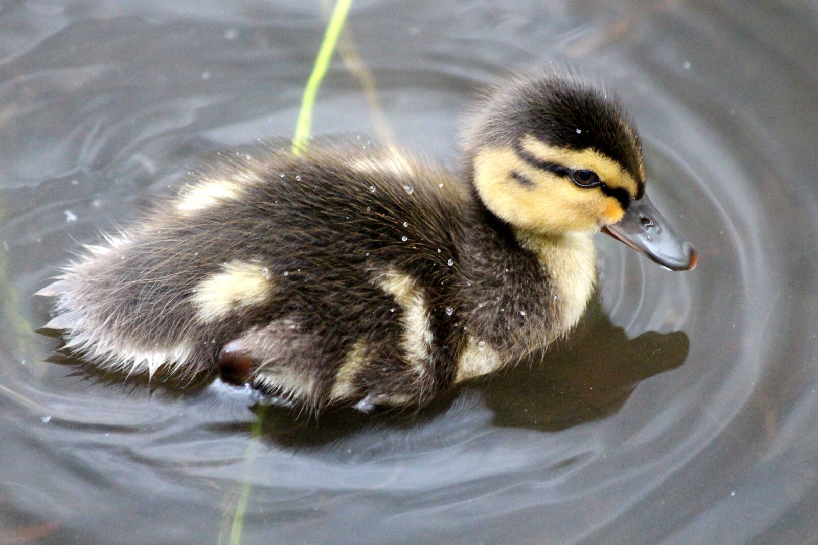 Canon EOS 650D (EOS Rebel T4i / EOS Kiss X6i) sample photo. Duckling, duckling duck, birds photography