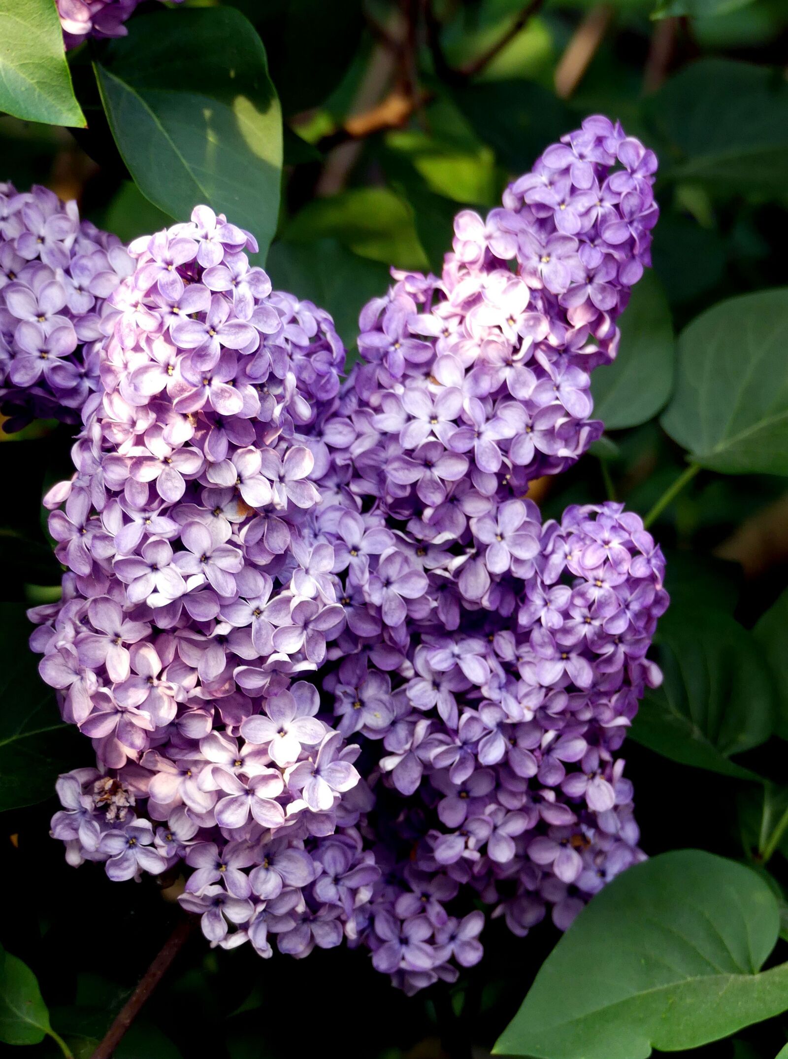 Panasonic Lumix DMC-FZ300 sample photo. Lilac, purple, spring photography